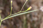 Perennial saltmarsh aster